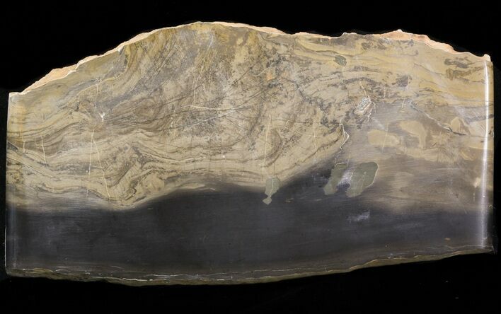 Devonian Stromatolite Slice - Orkney, Scotland #40113